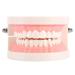 Educion Teeth Bagima 10 * 8 * 7 1pc PVC Dental Teaching Study Standard Model Demonstration Teach children to brush their teeth