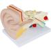 Anatomical Human Ear Magnification Model Removable Ear Texture Ear Template Labyrinth Suitable for Medical Teaching - Buy Online on SooperMarket.com