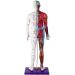 Male Human Body Model with Muscles for Pressure Acupuncture and meridians - Buy Online on SooperMarket.com