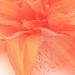 Arranview Jewellery Orange flower fascinator comb with feather tendrils Orange One Size - Buy Online on SooperMarket.com