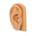 Silicone Right Acupuncture Ear Model - Waterproof Hearing Aid Display Accessory for Science Education - Buy Online on SooperMarket.com