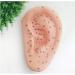 Acupuncture Ear Point Template - 40cm Acupuncture Ear Model - Large Reflection Zone Ear Point Template - for Medical Acupuncture