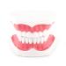 FafeICY 1PC Model 28 teeth teaching toothbrush study demonstration dentist tool comes with a handy toothbrush poster/model