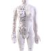 Model Anatomy Professional Medical Acupuncture 48Cm 19" - Buy Online on SooperMarket.com