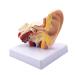 Human Ear Model 1.5 Times Natural Size Model with 2 Parts Illustrating Ear Regions Ear Cleaner Humans