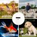 Mini Microchip Pet Tag Scanner - USB Rechargeable Animal Chip ID Reader with OLED Display - Supports FDX-B and EMID - ISO11784/85 - Buy Online on SooperMarket.com
