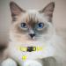 Hepplly 2-Pack Reflective Cat Collars with Bell - Quick Release Kitten Collar (Yellow) | International Shipping Available - Buy Online on SooperMarket.com