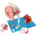 Human Medical Ear Anatomy Pattern Internal Ear Ear earpted Ear with Enlarged Ear Texture - Buy Online on SooperMarket.com