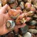 3pc Natural Minerals Ocean Jasper Palm Size Tumbled Stones for Decoration - Buy Online on SooperMarket.com