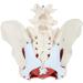 Female Bassin Human Basin Model with Pelvic Floor Muscle Model Ornament - Buy Online on SooperMarket.com