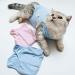 Cat Professional Surgical Recovery Suit Cat Clothes for Abdominal Wounds or Skin Diseases (M Blue) 1.36 kg (Pack of 1) Blue - Buy Online on SooperMarket.com
