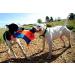Chuckit! Flying Squirrel Dog Toy Medium - Interactive Floating Disc Frisbee for Tossing and Fetch - Buy Online on SooperMarket.com