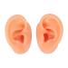 Waterproof Simulated Teaching Ear Model for Doctors - Long Lasting Artificial Ear - Buy Online on SooperMarket.com