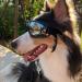 Fashion Pet Dog Doggles Goggles with Adjustable Strap UV Sunglasses Eye Wear Protection Glasses Dog Sunglasses Waterproof Windproof Eye Protection Dust Protection for Large/Medium Dog NEW