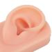 Soft & Flexible Reusable Human Ear Model - Simulated Right Ear for Acupuncture Training - Buy Online on SooperMarket.com