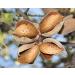 1lb Blanched Whole Almonds - Non-GMO Raw Unsalted Almonds, High Protein & Fiber, Keto Vegan Kosher Snack for Desserts - 1lb Pack - Buy Online on SooperMarket.com