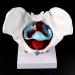 Women's Female Model with Pelvic Floor Muscle Model Natural Laboratory Size - Buy Online on SooperMarket.com