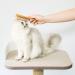Lucybalu Cat Brush for Short & Long Hair | Natural Bristles & Wooden Handle | Best Cat Grooming Tool | Fellbrush & Katzenkamm - Buy Online on SooperMarket.com