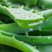 Buy Jurlique Exclusive Edition Aloe Vera Hand Cream - International Shipping Available - Buy Online on SooperMarket.com