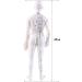 Model Anatomy Professional Medical Acupuncture 48Cm 19" - Buy Online on SooperMarket.com