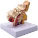 Human Ear Model 1.5 Times Natural Size Model with 2 Parts Illustrating Ear Regions Ear Cleaner Humans - Buy Online on SooperMarket.com
