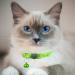 Hepplly 2-Pack Cat Collars - Quick Release Reflective Kitten Collars with Bell | Fluorescent Green | International Shipping - Buy Online on SooperMarket.com