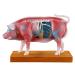 Pig Acupuncture and Moxibustion Model Pig Acupuncture and Moxibustion Point Pig Anatomical Model Physiological Tissue Structure Display