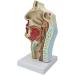 Model of The Nasal Cavity - 1: 1 Life Size Oral Neck Anatomical Model Nasopharyngeal cave - Training aid Medical Training Materials - Buy Online on SooperMarket.com
