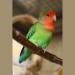 Birds LOVE All Natural Garden Blend 2lb - Small Birds - Pack of 1 - Buy Online on SooperMarket.com