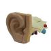 Human Ear Model Professional Ear Simulation Model 6X Magnification Human Organ Model Ear Model 5-Piece Medical Education Model