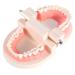 Buy Educion Teeth Bagima 10x8x7 PVC Dental Model for Kids - Effective Tooth Brushing Teaching Tool | International Shipping Available - Buy Online on SooperMarket.com