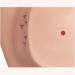 Acupuncture Ear Point Template - 40cm Acupuncture Ear Model - Large Point Figure Point Figure - for Medical Acupuncture and Meridian Points - Buy Online on SooperMarket.com