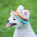 Princess Pet Cap: Dog Canvas Round Hat with Adjustable Chin Strap for Sun Protection (Medium, Color) - Buy Online on SooperMarket.com