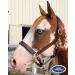 Derby Originals Liverpool Padded Leather Horse Halter - Cob/Arabian Size - Buy Online on SooperMarket.com