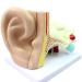 Human Ear Template Outdoor Ear Medium Ear Inner Ear Ear Structure Model Suitable