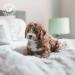 Talc Balancing Cream for Puppies & Kittens - 500ml | IV San Bernard - Gentle Cleaning for Young Animal Coats - Buy Online on SooperMarket.com