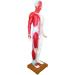 Acupuncture Template - Acupuncture and Male Muscle - 85cm - Half Skin and Half Point Point and Meridians Anatomy - Buy Online on SooperMarket.com