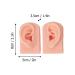 Flexible Waterproof Human Ear Model Set - Perfect for Novice Practice - 3 Pairs - Buy Online on SooperMarket.com