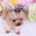 WVRLY 15Pcs Puppy Dog Hair Bow with Alligator Clips Pet Hair Bows Pet Grooming Hairpin Kitten Bow Barrettes Small Dogs Bowknot Hair Clip for Puppies Cats and Other Small Pets - Buy Online on SooperMarket.com