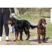 Police style dog training lead 6ft Multiple colours (Blue) - Buy Online on SooperMarket.com