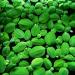 14x Dwarf Water Lettuce - Live Aquarium Floating Plant for Beginner