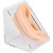 Silicone Ear Model for Acupuncture Practice | Realistic Fake Ear with Presentation Stand - International Shipping Available - Buy Online on SooperMarket.com