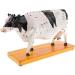 Acupuncture and Moxibustion Model Anatomy Animal Niuniu Diagram Traditional Teaching Organ