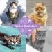 WEALLIN 2PC Grey Cats Repellent Collars - Strong and Long-Lasting Deterrence, Water-Resistant & Adjustable - Buy Online on SooperMarket.com