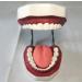 LBYYH Life-Size Dental Teeth Model for Kids - Standard Adult Demonstration Tooth for Early Oral Education & Brushing Practice - Buy Online on SooperMarket.com