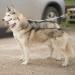EXPAWLORER Chew Proof Retractable Dog Lead - Dual Extendable Reflective Lead for 2 Dogs, 5M Heavy Duty Double Lead for Small, Medium & Large Dogs - Buy Online on SooperMarket.com