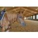 Tahoe Tack Double Layer Nylon Headstall with Reins - Pink Full Size - Buy Online on SooperMarket.com