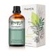 PHATOIL Eucalyptus Essential Oil 30ML Premium Grade Pure Essential Oils for Diffusers for Home Perfect for Aromatherapy Diffuser Humidifier Candle Making Eucalyptus 30 ml (Pack of 1)