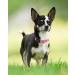 Joytale Reflective Dog Collar for Puppies - XS Pink | Durable & Stylish | Ideal for Safe Night Walks - Buy Online on SooperMarket.com
