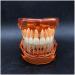 Transparent Dental Model for Adult Dentists | Realistic Teeth & Gums for Teaching & Demonstration - International Shipping - Buy Online on SooperMarket.com